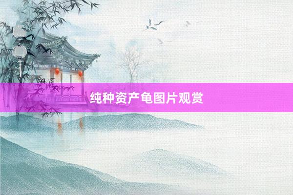 纯种资产龟图片观赏